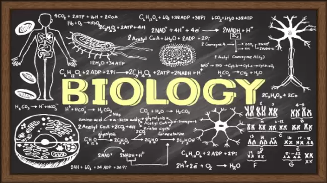 Advanced Level Biology - English Medium Theory & Paper Class