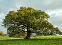 Mathematics / Statistics /Mechanics /Physics