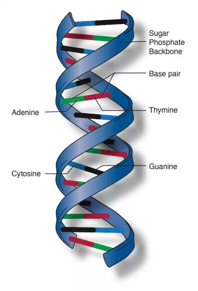 SCIENCE (Grade 10/11)
