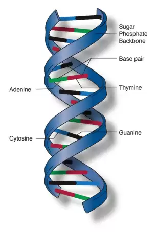 SCIENCE (Grade 10/11)